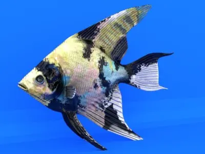 Scalar fish Low-poly 3D model