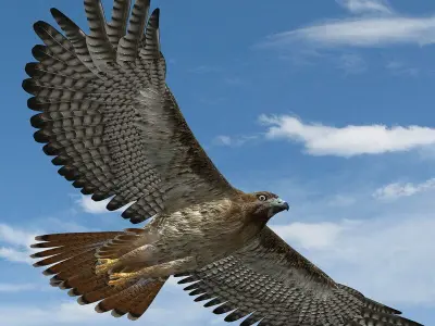 Hawk ANIMATED 3D model