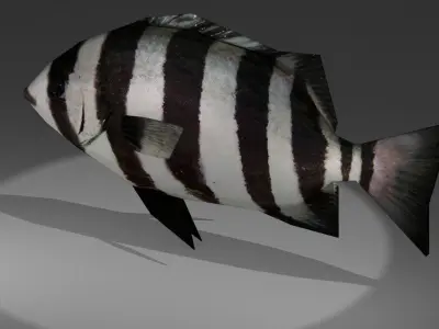Archosargus fish with stripes Low-poly 3D model