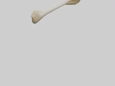 Camel Femur Low-poly 3D model