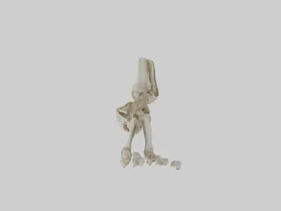 Foot skeleton Low-poly 3D model