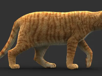 Cat (2) (Orange Tabby) (FUR) 3D model