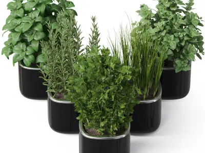  Plants collection 261 