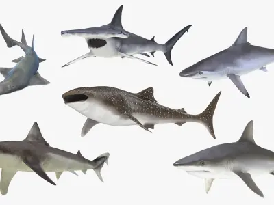 Rigged Sharks Collection 7 for Cinema 4D 3D model