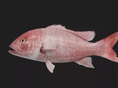 Snapper Low-poly 3D model 7