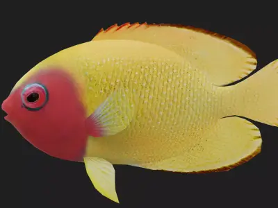 Bass fish Low-poly 3D model 10