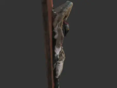 Anatomy Plaster Frog Model 3D model