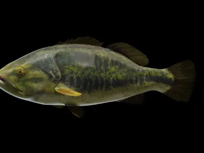 Lowpoly Largemouth Bass Low-poly 3D model