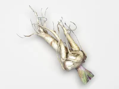 Mandrake 3D model