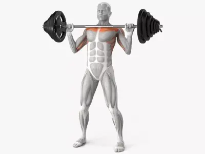 Male Muscular System Shoulder Press 3D model purchase