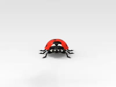 Ladybug 3D model get
