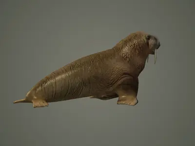 walrus large flippered marine mammal arctic ocean atlantic 3D model