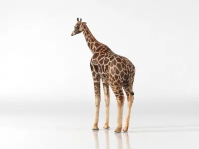Giraffe Low-poly 3D model 2