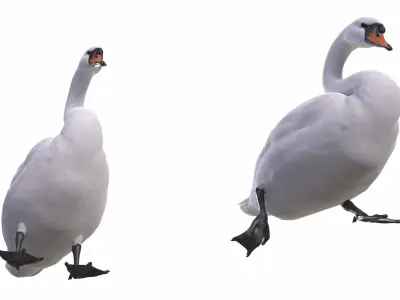 Mute Swan  purchase 3D model