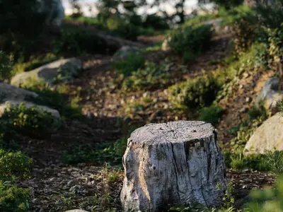  Short Cut Old Bare Stump Model 