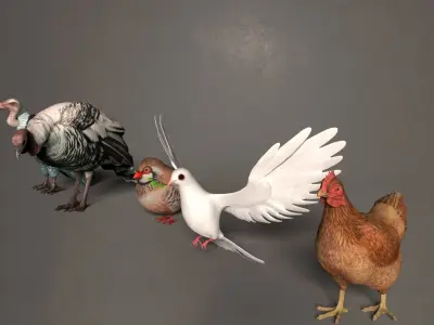 Bird group Chicken dove peace partridge vulture and turkey 3D model