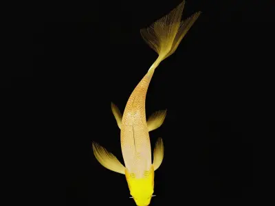 Butterfly Koi Fish Low-poly 3D model