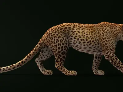 Leopard (3) (RIG) (Fur) 3D model