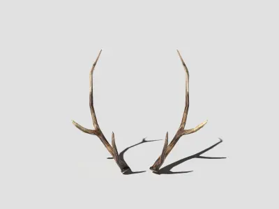 Antlers deer Low-poly 3D model
