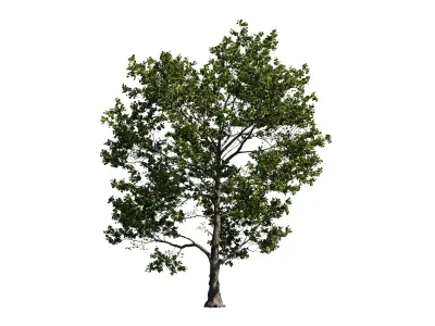 Alder Tree 01 Free 3D model