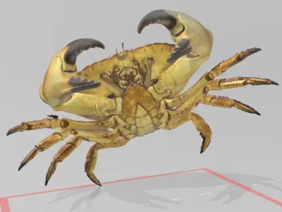 Real life Crab 3D print model