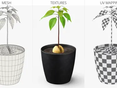 Avocado Seedling Planted in Pot of Soil 3D model