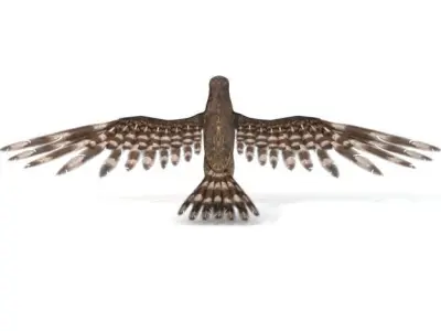 Hawk Bird Low-poly 3D model
