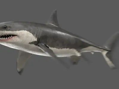 Great White Shark Animated 3D model