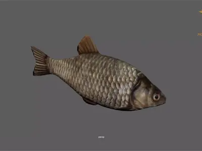 Animated Carp Fish - Loop Animation Low-poly 3D model Low-poly 3D model