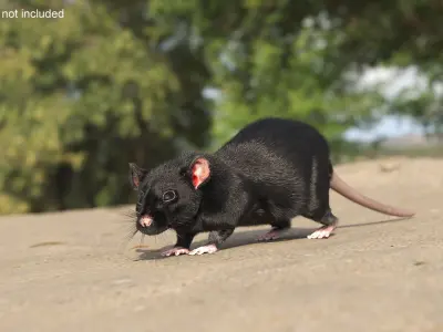 Fancy Rat Rigged Fur  purchase 3D model