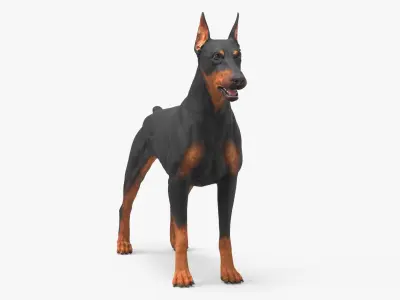Doberman Pinscher Dog 3D model