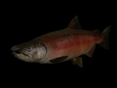 Chinook Salmon 3D model
