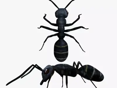 Bullet black Ant Low-poly 3D model