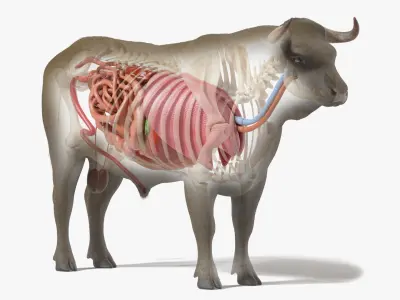 Bull Body, Skeleton and Organs Static 3D model
