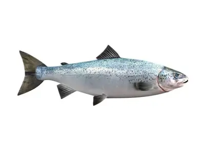Salmon Fish White 3D model