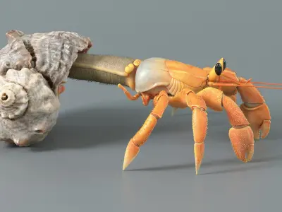  Hermit Crab Static 