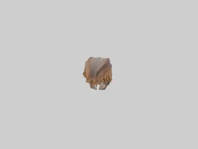 Squirrel Rib 3D model