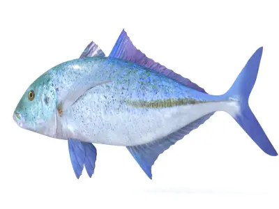 Trevally Fish 3D model buy