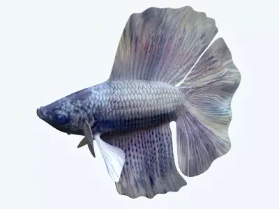 Betta Fish 3 3D model