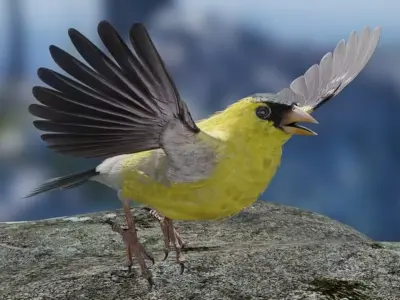 Goldfinch bird Low-poly 3D model