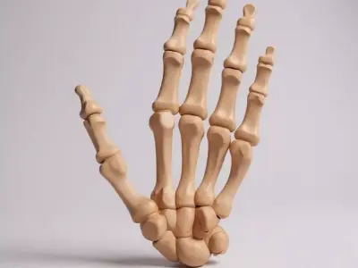 Human anatomy collection pack 3D print model