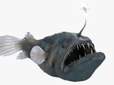 Anglerfish Rigged for Maya 3D model