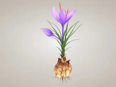 Plant Parts of Crocus with Saffron Low-poly 3D model