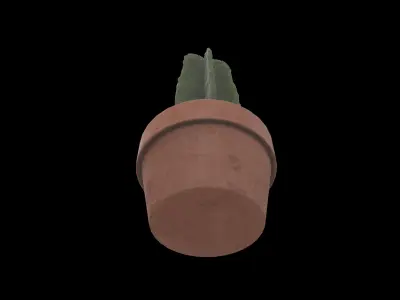 plant cactus 02 3D model