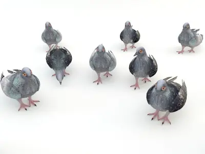 Pigeon Low-poly 3D model get