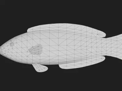 Wrasse Low-poly 3D model 7