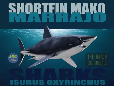 Shortfin Mako  3D model