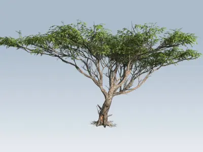 Acacia tree set 3D model