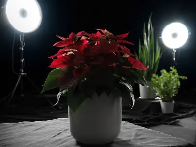  Poinsettia Plant Model  purchase