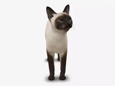 cat Siamese 3D model